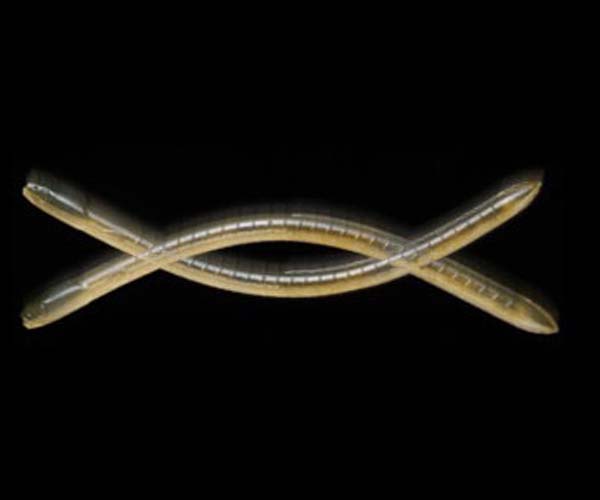  EEL CRAWLER 7ġ